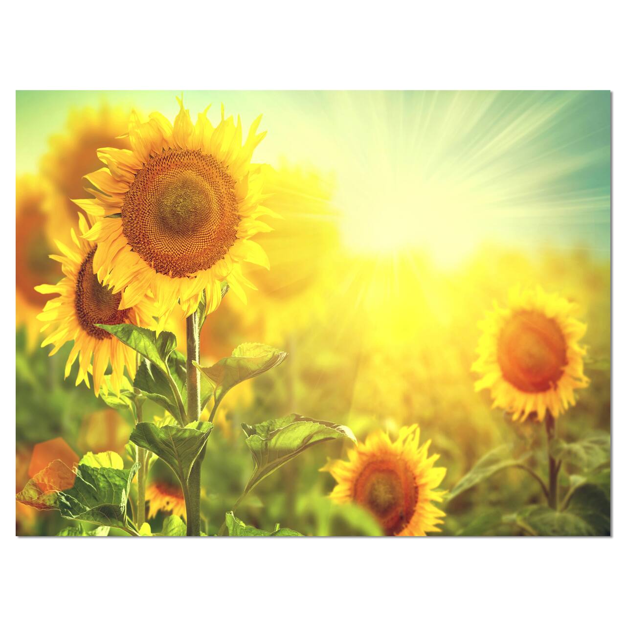 Designart - Sunflowers blooming on the field - Large Animal Canvas Art Print
